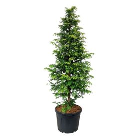 Spygliuotis, metasekvoja tikroji "Amber Glow", aukštis 175-200 cm., vazonas 30 l.