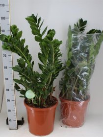 Kambarinis augalas, zamiokulkas (Zamioculcas zamiifolia), aukštis 100 cm., vazonėlio skersmuo 30 cm.