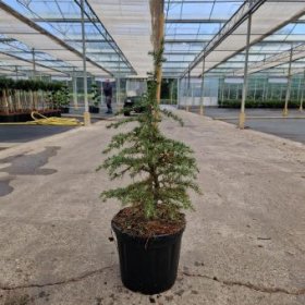 Spygliuotis, libano kedras "Dino", vazonėlio skersmuo 26 cm.