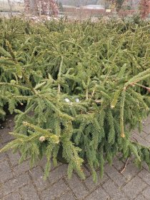 Spygliuotis, eglė paprastoji "Acrocona", aukštis 80-100 cm., vazonas 25 l.