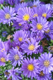 Daugiametė gėlė, astras, įvairios veislės, vazonas 2 l.