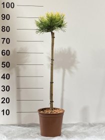 Spygliuotis, pušis "Gold Star", ant stiebo, vazonėlio skersmuo 22 cm.