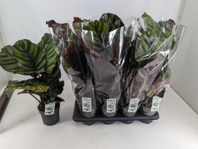 Kambarinis augalas, kalatėja "Fasciata", vazonėlio skersmuo 14 cm.