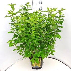 Dekoratyvinis krūmas, sedula palaipinė "Flaviramea", aukštis 80-100 cm., vazonas 7,5 l.