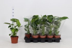 Kambarinis augalas, monstera, vazonėlio skersmuo 12 cm.
