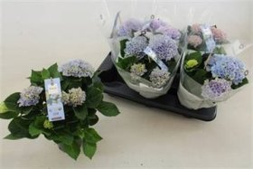 Dekoratyvinis krūmas, hortenzija "Mag Evolution", vazonėlio skersmuo 12 cm.