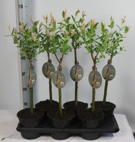 Dekoratyvinis medis, karklas sveikalapis "Hakuro-nishiki", ant stiebo, aukštis 30 cm., vazonėlio skersmuo 15 cm.