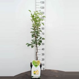 Vaismedis, kriaušė paprastoji "Louisa", ant stiebo, vazonas 5 l.