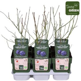 Vaiskrūmis, šilauogė aukštoji "Bluecrop", vazonėlio skersmuo 13 cm.