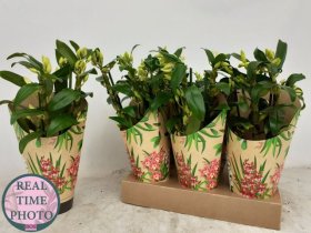 Kambarinis augalas, dendrobis, vazonėlio skersmuo 12 cm.