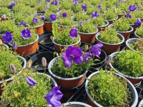 augiametė gėlė, katilėlis, vazonėliDo skersmuo 12 cm.