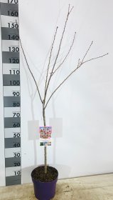 Dekoratyvinis medis, sakura "Autumnalis", vazonėlio skersmuo 26 cm.