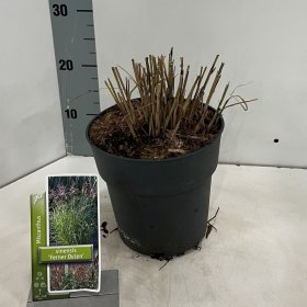 Žolinis augalas, miskantas "Ferner Osten", vazonėlio skersmuo 17 cm.