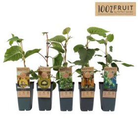 Vaiskrūmis, aktinidija, įvairios, vazonėlio skersmuo 15 cm.