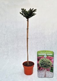 Spygliuotis, eglė ajaninė "Chinese Marl", vazonas 5 l.