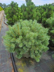 Spygliuotis, pušis paprastoji "Chantry Blue", aukštis 60-70 cm., vazonas 40 l.