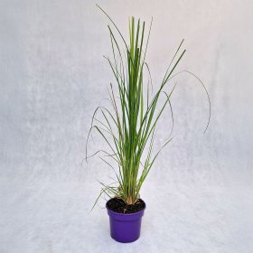 Žolinis augalas, kortaderija "White Plume", vazonas 2 l.