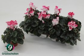 Kambarinis augalas, ciklamenas "Indiaka", vazonėlio skersmuo 11 cm.