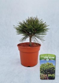 Spygliuotis, pušis hondinė "Low Glow", vazonas 3 l.