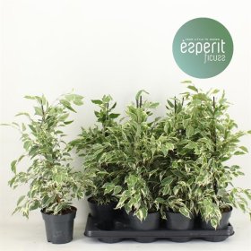 Kambarinis augalas, fikusas "Twilight", vazonėlio skersmuo 14 cm.