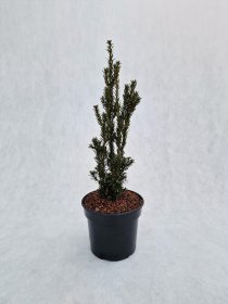 Spygliuotis, kukmedis tarpinis "Hillii", vazonas 3 l.