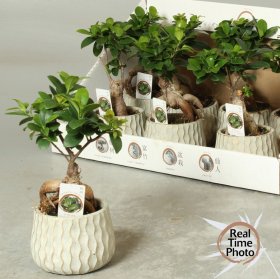 Kambarinis augalas, fikusas (bonsas), vazonėlio skersmuo 12 cm.