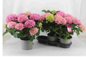 Dekoratyvinis krūmas, didžialapė hortenzija "River", vazonėlio skersmuo 19 cm.