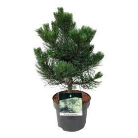 Spygliuotis, juodoji pūšis "Oregon Green", vazonėlio skersmuo 23 cm.