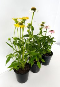 Daugiametė gėlė, ežiuolė, vazonėlio skersmuo 14 cm.