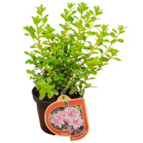 Dekoratyvinis krūmas, azalija japoninė, įvairios veislės, vazonas 1 l.