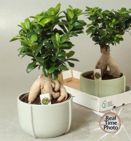 Kambarinis augalas, fikusas (bonsai), vazonėlio skersmuo 23 cm.