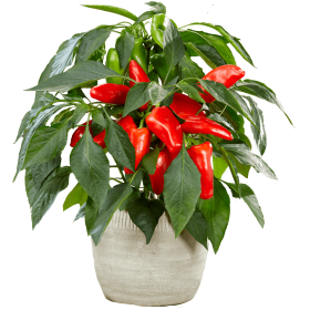 Daržovių sodinukai, paprika "Mimi Red", raudona, saldi, vazonėlio skersmuo 10 cm.