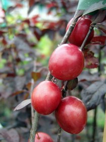 Vaismedis, slyva glaustašakė "Crimson Pointe"