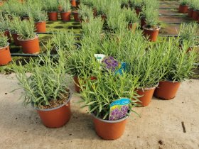 Daugiametė gėlė, levanda, vazonėlio skersmuo 15 cm.