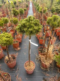 Spygliuotis, pušis kalninė "Hrobecek", ant stiebo, vazonėlio skersmuo 23 cm.