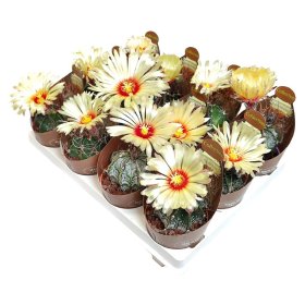 Kambarinis augalas, kaktusas "Astrophytum", vazonėlio skersmuo 7 cm.