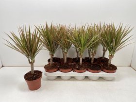 Kambarinis augalas, dracena "Bicolor", vazonėlio skersmuo 12 cm.