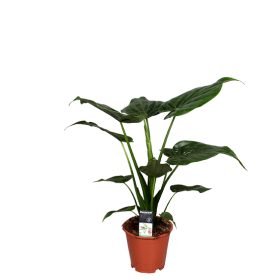 Kambarinis augalas, alokazija "Cucullata", vazonėlio skersmuo 12 cm.