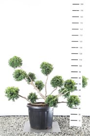 Spygliuotis, kukmedis europinis "Summergold" (Pom Pom), aukštis 100-125 cm., vazonas 20 l.