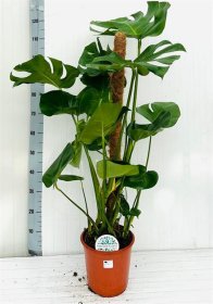 Kambarinis augalas, monstera "Deliciosa", vazono skersmuo 24 cm.