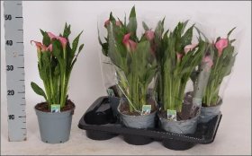 Kambarinis augalas, kalija "Garnet Glow", vazonėlio skersmuo 17 cm.