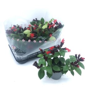 Kambarinis augalas, eschinantas "Mona Lisa", vazonėlio skersmuo 11 cm.