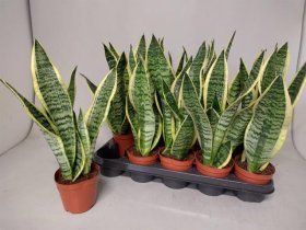 Kambarinis augalas, sansevjera, vazonėlio skersmuo 12 cm.