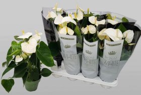 Kambarinis augalas, antūris (baltas), vazonėlio skersmuo 14 cm.