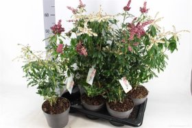Dekoratyvinis krūmas, bereinutis japoninis, vazonėlio skersmuo 17 cm.