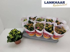 Kambarinis augalas, kalankė, įvairios, vazonėlio skersmuo 12 cm.