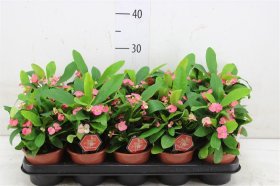 Kambarinis augalas, karpažolė dygliuotoji, vazonėlio skersmuo 12 cm.