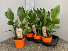 Kambarinis augalas, strelicija "Reginea", vazonėlio skersmuo 17 cm.