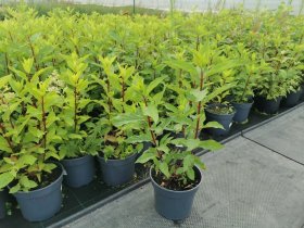 Dekoratyvinis krūmas, hortenzija šviesioji, vazonas 3 l.