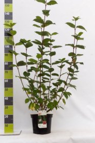 Dekoratyvinis krūmas, sedula baltoji "Sibirica", aukštis 80-100 cm., vazonas 7,5 l.